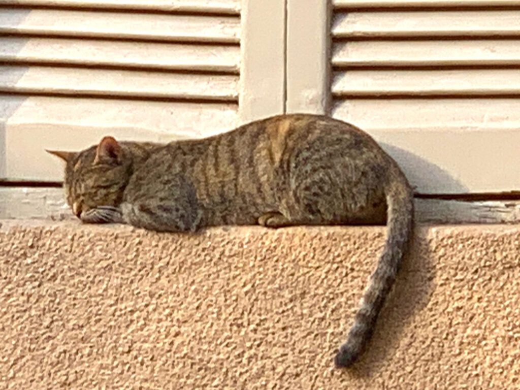 Therapeutische Katze im Garten des Cafés